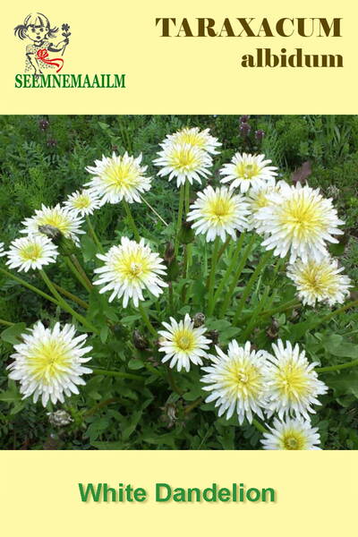 Одуванчик белоцветковый (Taraxacum albidum)